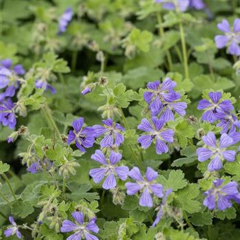 Geranium_renardii_Philippe_Vapelle_LU_Q3.jpg