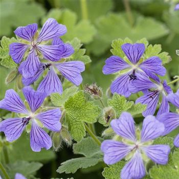 Geranium_renardii_Philippe_Vapelle_LU_Q2.jpg