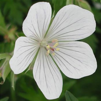 geranium_clarkei_kashmir_white_GM_Q1.jpg