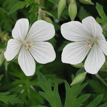 geranium_clarkei_kashmir_white_GM_R2.jpg