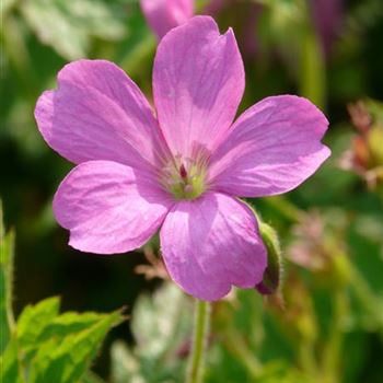 geranium_oxonianum_rosenlicht_GM_R2.jpg