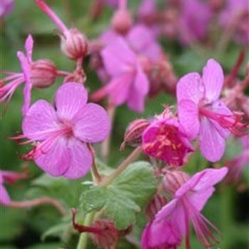 geranium_macrorrhizum_bevan_GM_R2.jpg