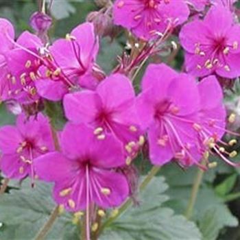 geranium_macrorrhizum_czakor_GM_Q1.jpg