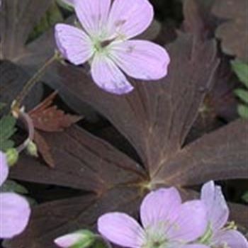 geranium_maculatum_espresso_GM_R2.jpg