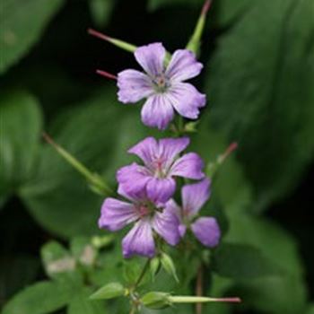 geranium_nodosum_GM_Q1.jpg