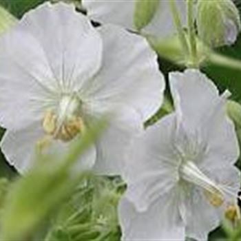 geranium_phaeum_album_GM_Q1.jpg