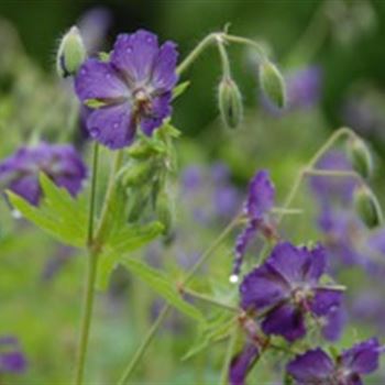 geranium_phaeum_lily_lovell_GM_R2.jpg