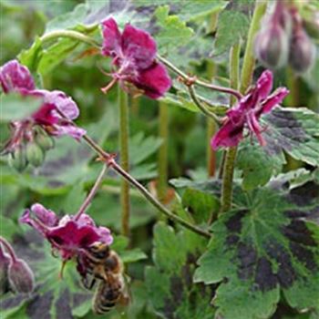 geranium_phaeum_samobor_GM_Q1.jpg