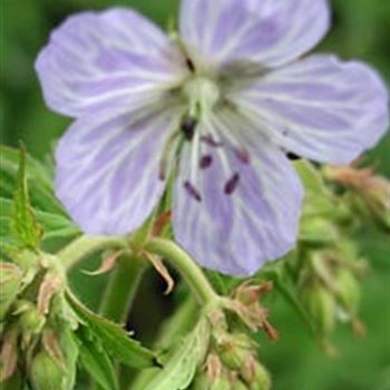 geranium_pratense_hyb_mrs_kendall_clark_GM_R2.jpg