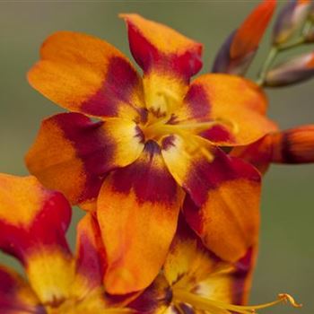 Crocosmia x crocosmiiflora 'Emily McKenzie'