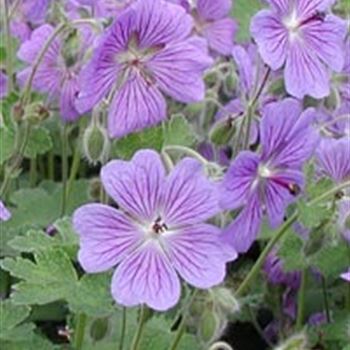 geranium_renardii_terre_franche_GM_R2.jpg