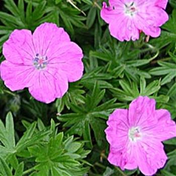 geranium_sang_elsbeth_GM_1.jpg