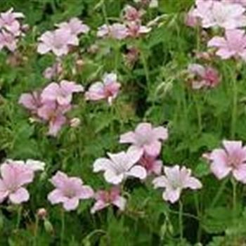 geranium_x_oxonianum_claridge_druce_GM_Q1.jpg