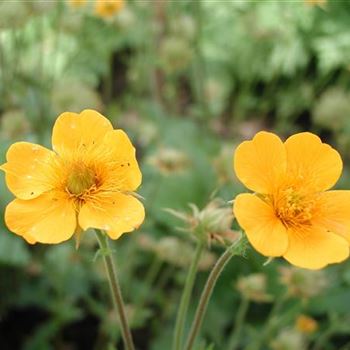 geum_montanum_GM_R2.jpg