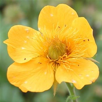 geum_montanum_GM_Q1.jpg