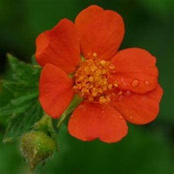 geum_coccineum_feuermeer_GM_Q1.jpg