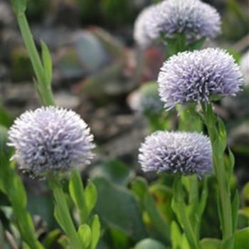 globularia_punctata_GM_R2.jpg