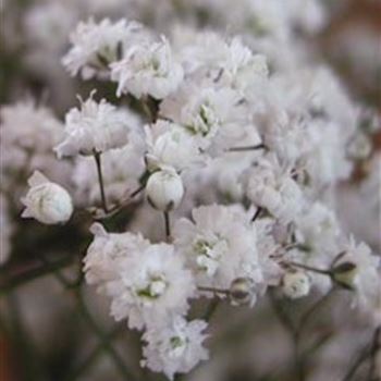 gypsophila_paniculata_bristol_fairy_GM_Q1.jpg