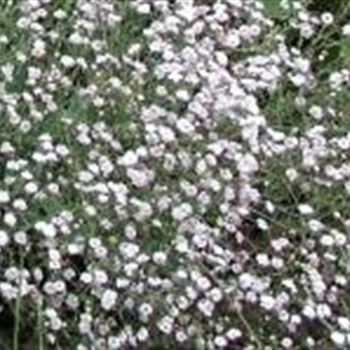 gypsophila_repens_GM_Q1.jpg