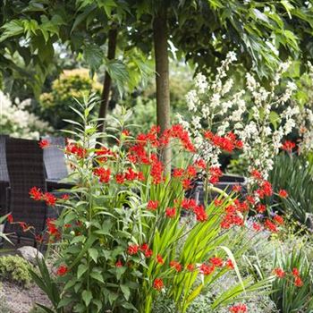 Crocosmia x crocosmiiflora, rot