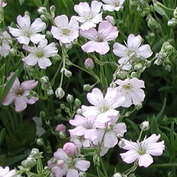 gypsophila_repens_letchworth_GM_Q1.jpg