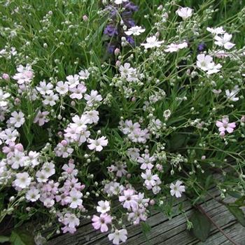 gypsophila_repens_letchworth_GM_R2.jpg