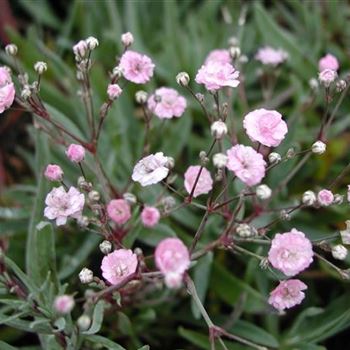 gypsophila_hybride_pink_star_GM_R3.jpg