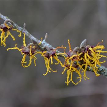 Hamamelis_japonica_Arborea_1.JPG