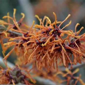 Hamamelis_Aphrodite_10.JPG