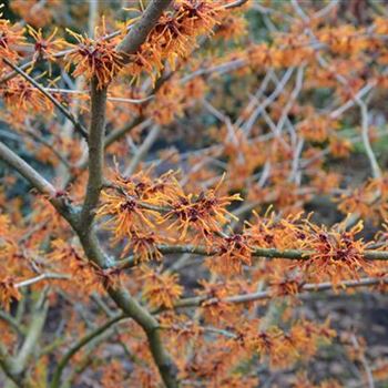 Hamamelis_Aphrodite_8.JPG