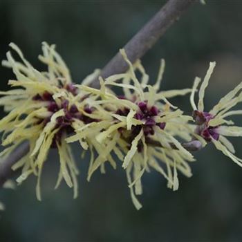 Hamamelis_Sunburst_.JPG