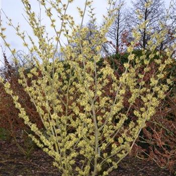 Hamamelis_Sunburst_2.JPG