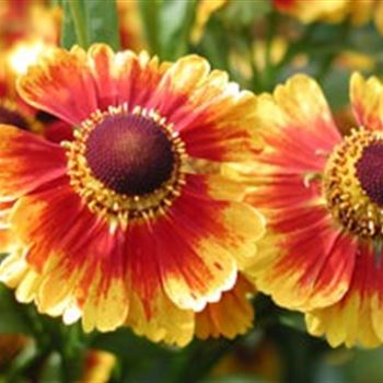 helenium_hyb_biedermeier_GM_R2.jpg