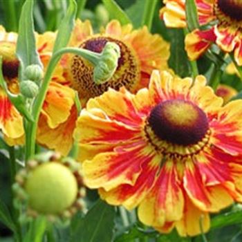 helenium_hyb_flammenrad_GM_R2.jpg