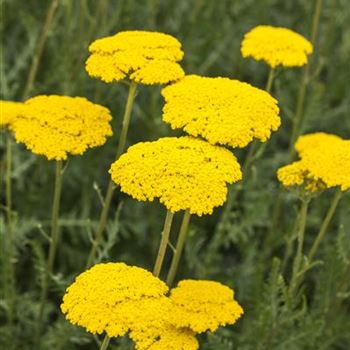 Achillea filipendulina 'Parker'