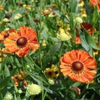 helenium_hybride_wonadonga_GM_Q1.jpg