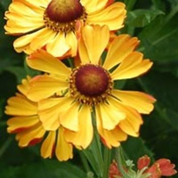 helenium_hyb_rauchtopas_GM_R2.jpg