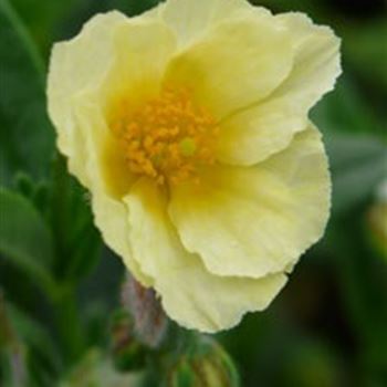 helianthemum_hyb_cornish_cream_GM_R2.jpg