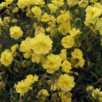 Helianthemum_Hybride_Gelbe_Perle_BM_R2.jpg