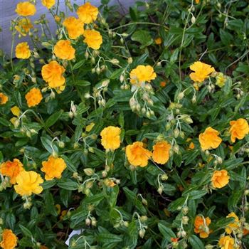 Helianthemum_Wisley_Primrose_HRM_Q3.jpg