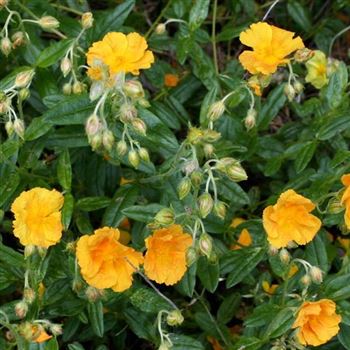 Helianthemum_Wisley_Primrose_HRM_Q2.jpg