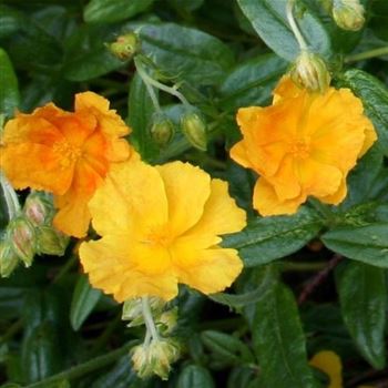 Helianthemum_Wisley_Primrose_HRM_Q1.jpg