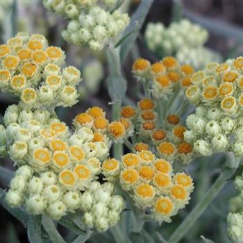 helichrysum_thianshanicum_schwefellicht_GM_R2.jpg