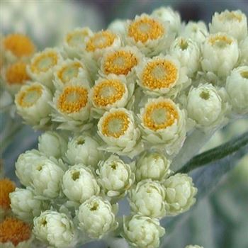 helichrysum_thianshanicum_schwefellicht_GM_Q1.jpg