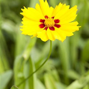 Coreopsis lanceolata 'Sterntaler'