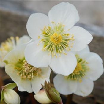 helleborus_niger_praecox_GM_Q1.jpg