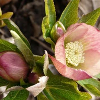 helleborus_orientalis_hybride_pink_lady_GM_R2.jpg