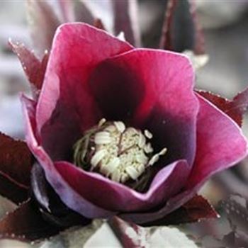 helleborus_orientalis_red_lady_GM_Q1.jpg