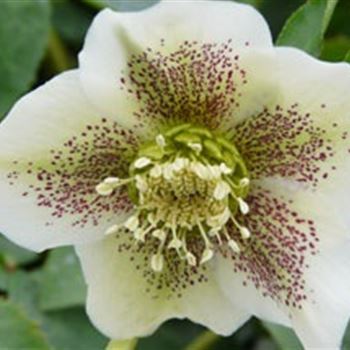 helleborus_orientalis_hyb_white_spotted_lady_GM_R2.jpg