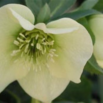 helleborus_orie_hyb_yellow_lady_GM_R2.jpg